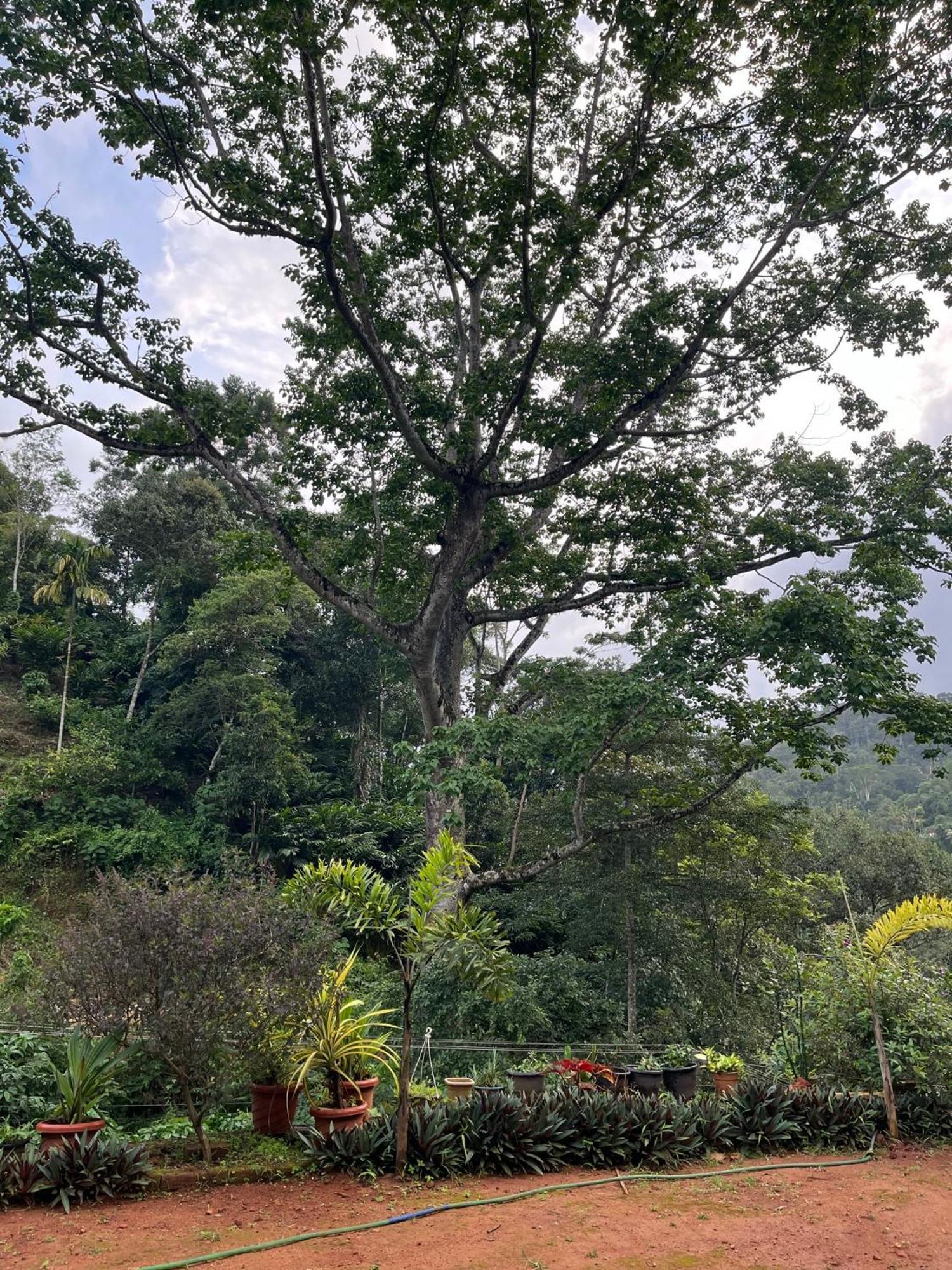 Mount Court Munnar Hotel ภายนอก รูปภาพ